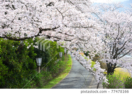 Sakura around Isuzu River and Ise Jingu (Naiku), Ise City, Mie Prefecture Sakura around Isuzu River and Ise Jingu (Naiku), Ise City, Mie Prefecture 77478166