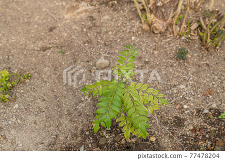 Curry leaf Curry leaf 77478204