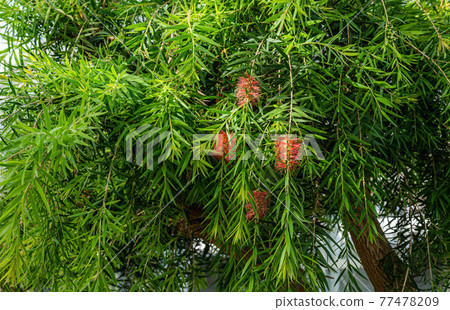 Albany bottle brush flowers 77478209