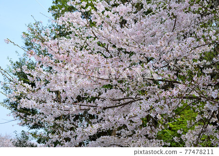 三重縣伊勢市五十鈴川和伊勢神宮周圍的櫻花 77478211
