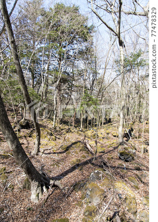 Entrance of Aokigahara Jukai (near Lake Motosu) Entrance of Aokigahara Jukai (near Lake Motosu) 77478329