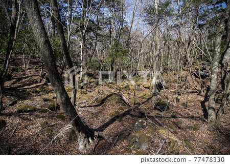 Entrance of Aokigahara Jukai (near Lake Motosu) Entrance of Aokigahara Jukai (near Lake Motosu) 77478330