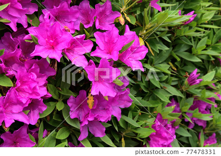 Brightly blooming azalea flowers Brightly blooming azalea flowers 77478331