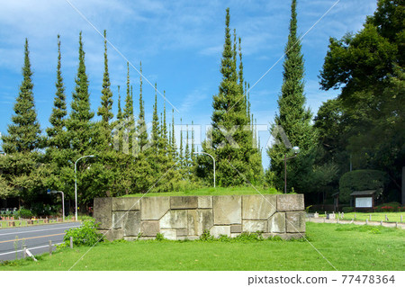 Ishigaki in a row of ginkgo trees in front of Gaien, Shibuya-ku Ishigaki in a row of ginkgo trees in front of Gaien, Shibuya-ku 77478364