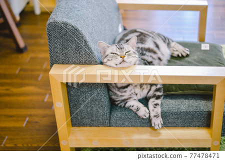 A cat with a sofa armrest as a pillow 77478471