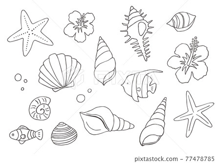 各種貝殼手繪插畫（單色） 77478785