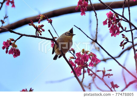 冠羽畫眉鳥(Yuhina brunneiceps) 是台灣特有種 冠羽畫眉鳥(Yuhina brunneiceps) 是台灣特有種 77478805