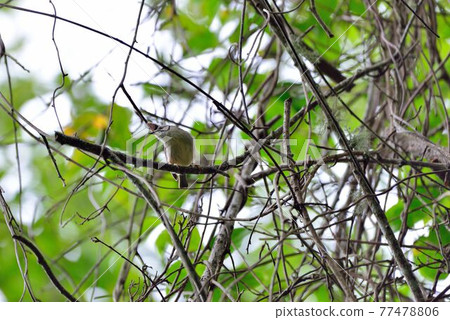 冠羽畫眉鳥(Yuhina brunneiceps) 是台灣特有種 冠羽畫眉鳥(Yuhina brunneiceps) 是台灣特有種 77478806
