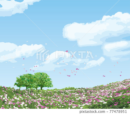 Blue sky and peony flower field 77478951