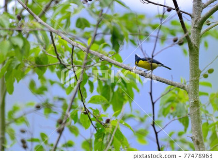 黃山雀(Machlolophus holsti)，又名台灣黃山雀、台灣四十雀 77478963