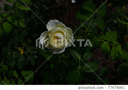 玫瑰花,白色,中間是淡黃色@我的花園,堺市 玫瑰花,白色,中間是淡黃色@我的花園,堺市 77479061