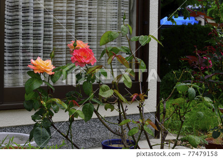 Rose flower, pale red, pale yellow in the center @ my garden, Sakai City 77479158