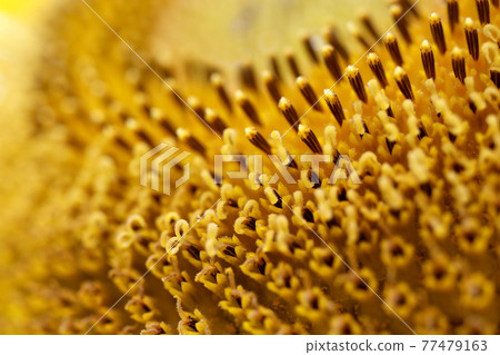 Sun Flower Sun Flower 77479163