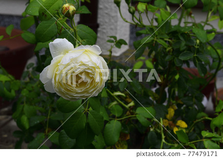 Rose flower, light cream @ my garden, Sakai City Rose flower, light cream @ my garden, Sakai City 77479171