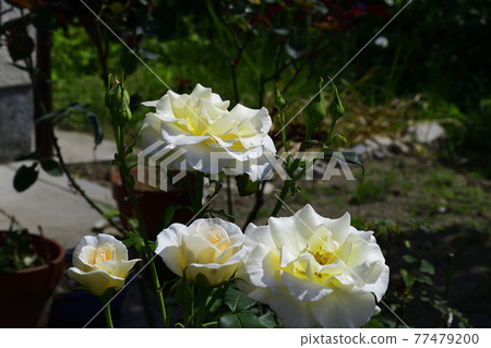Rose flower, light cream @ my garden, Sakai City Rose flower, light cream @ my garden, Sakai City 77479200