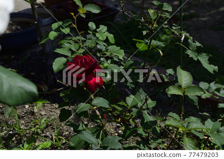 玫瑰花,深紅色@我的花園,堺市 玫瑰花,深紅色@我的花園,堺市 77479203
