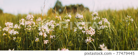 Panoramic View Of Pink Flowers Of Saponaria Officinalis On Field In Summer Day Panoramic View Of Pink Flowers Of Saponaria Officinalis On Field In Summer Day 77479445