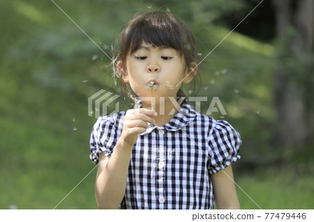 Elementary school girl playing dandelions (6 years old) 77479446