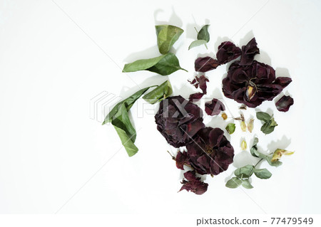 黑玫瑰山茶花乾燥花藝術 77479549