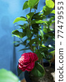 Black rose camellia in full bloom in spring 77479553