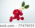 Black Rose Camellia Art 77479555