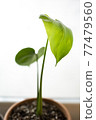 Young Monstera with sprouts 77479560