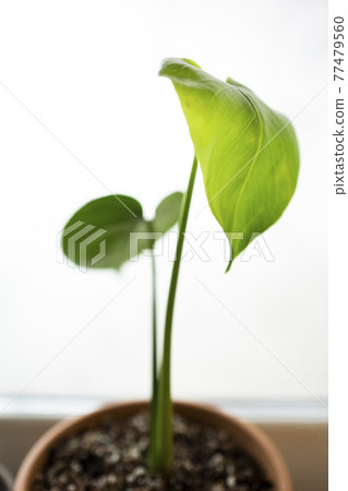 Young Monstera with sprouts Young Monstera with sprouts 77479560