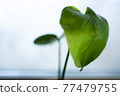 Young Monstera 77479755