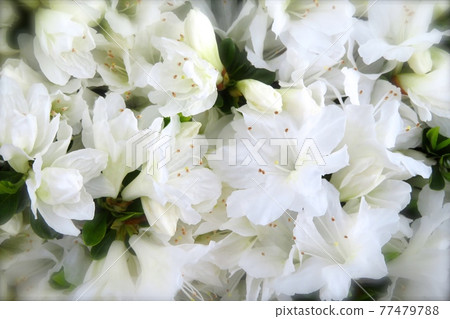 白杜鵑花的花語是初戀 白杜鵑花的花語是初戀 77479788