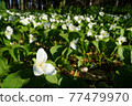 Trillium camschatus community 77479970