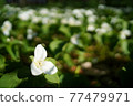 Trillium camschatus community 77479971