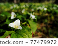 Trillium camschatus community 77479972