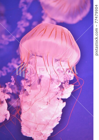jellyfish jellyfish 77479984