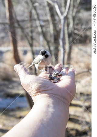餵食體驗 西湖野鳥森林公園 77480156