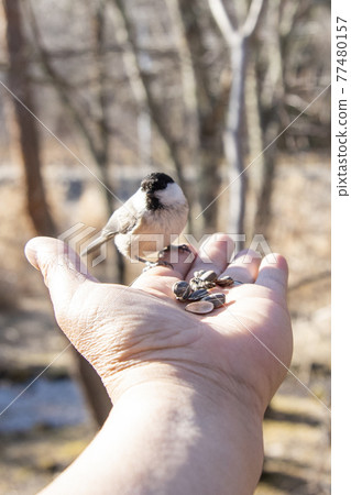 餵食體驗 西湖野鳥森林公園 餵食體驗 西湖野鳥森林公園 77480157