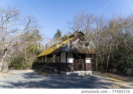 西湖野鳥森林公園 富士河口湖 早晨西湖 西湖野鳥森林公園 富士河口湖 早晨西湖 77480158