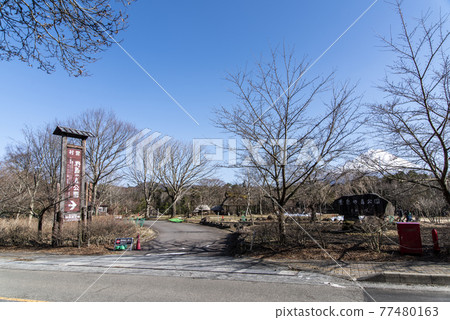 西湖野鳥森林公園 富士河口湖 早晨西湖 西湖野鳥森林公園 富士河口湖 早晨西湖 77480163