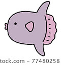 Sunfish 77480258