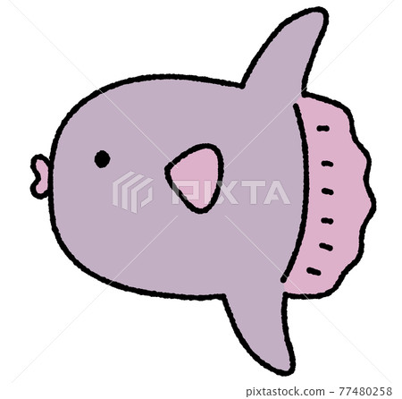Sunfish 77480258