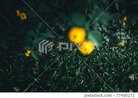 Close-Up Of Dark green leaves Close-Up Of Dark green leaves 77480272