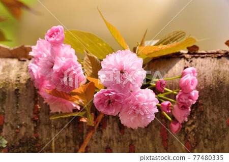 牡丹櫻(Cerasus lannesiana) 原產日本,花朵大,其花瓣多重,經常數朵一起綻放,花重 牡丹櫻(Cerasus lannesiana) 原產日本,花朵大,其花瓣多重,經常數朵一起綻放,花重 77480335