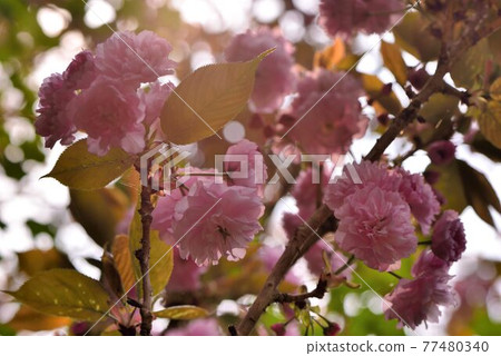 牡丹櫻(Cerasus lannesiana) 原產日本，花朵大，其花瓣多重，經常數朵一起綻放，花重 77480340
