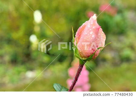 五顏六色玫瑰花,拍攝影於新竹,台灣 五顏六色玫瑰花,拍攝影於新竹,台灣 77480430