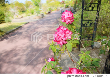 Rhododendron Flower 77480496