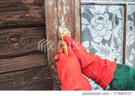 Cleaning the window of an old house from peeling paint using a manual scraper 77480527