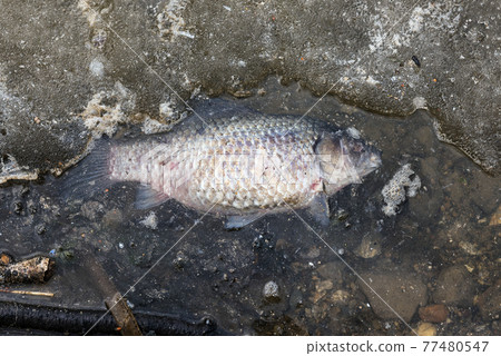 The dead fish on the shore of the lake 77480547