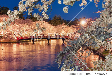 Cherry blossoms in full bloom in Hirosaki Park, night view, Shunyobashi, Hirosaki City, Aomori Prefecture Cherry blossoms in full bloom in Hirosaki Park, night view, Shunyobashi, Hirosaki City, Aomori Prefecture 77480764