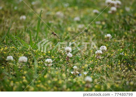 白蛤和蜂蜜 77480799