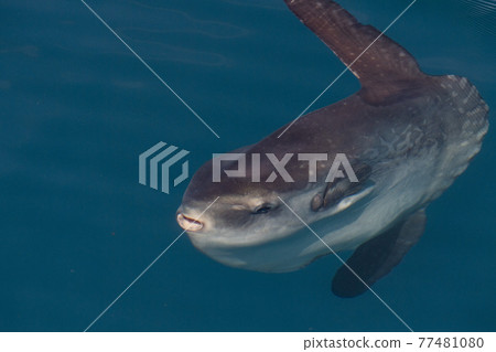 sunfish on sea surface while eating velella jellyfish sunfish on sea surface while eating velella jellyfish 77481080