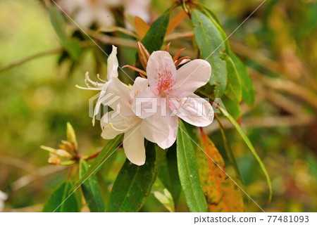 高山杜鵑花綻放,在台灣 77481093